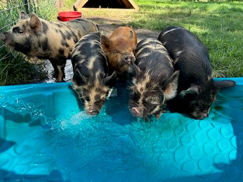 A group of pigs drinking water

Description automatically generated