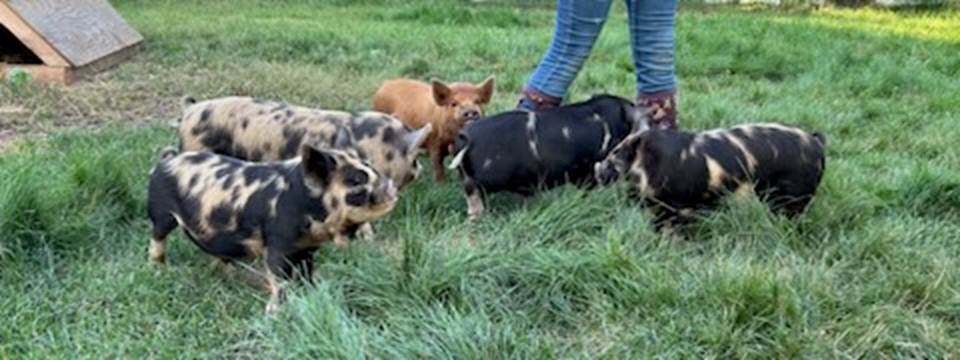 A group of pigs in grass

Description automatically generated