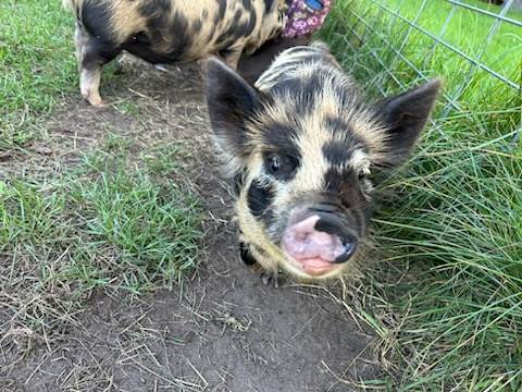 A piglet standing in grass

Description automatically generated with medium confidence