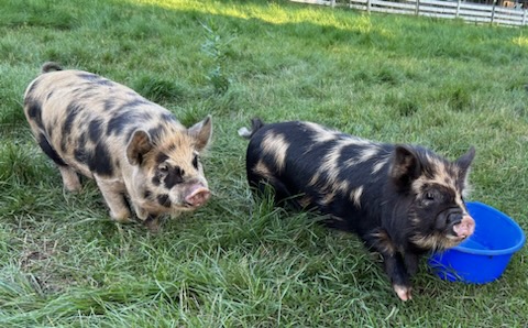 A couple of pigs in a grassy field
Description automatically generated