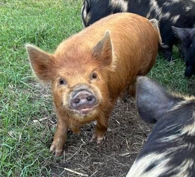 A pig standing in grass
Description automatically generated