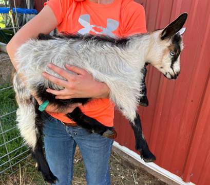 A person holding a goat

Description automatically generated