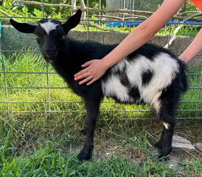 A person petting a goat

Description automatically generated