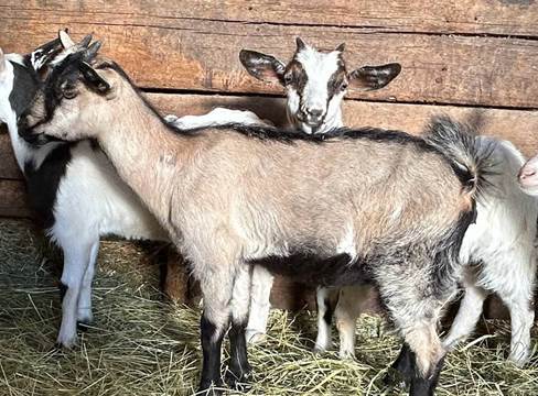A group of goats standing in hay

Description automatically generated