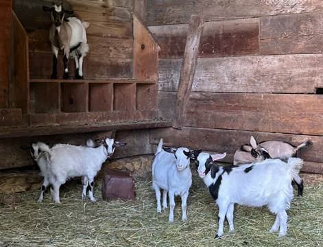 A group of goats in a barn

Description automatically generated