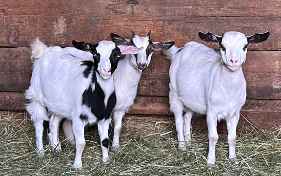A group of goats standing in hay
Description automatically generated