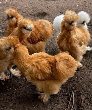 A group of chickens standing on dirt

Description automatically generated