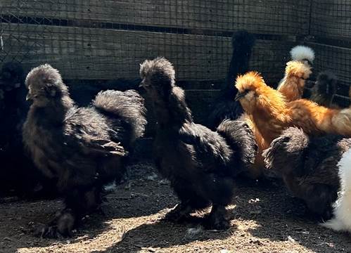 A group of chickens in a cage

Description automatically generated