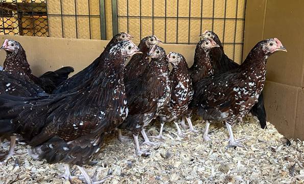 A group of chickens in a cage
Description automatically generated